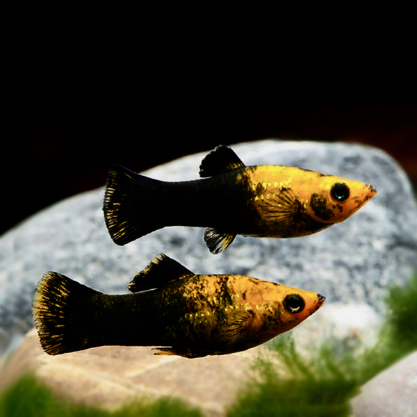 Poecilia sph.  Molly panda gold/black M@